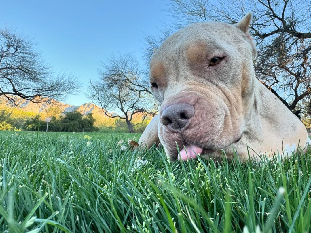 dog licking grass