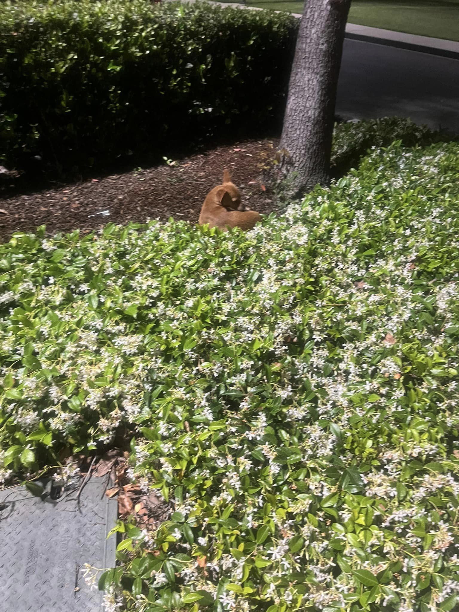 dog lying by the bush