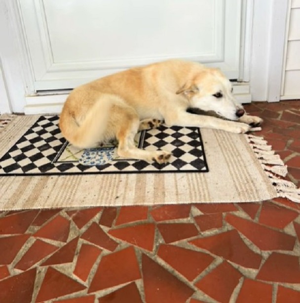 dog lying by the door
