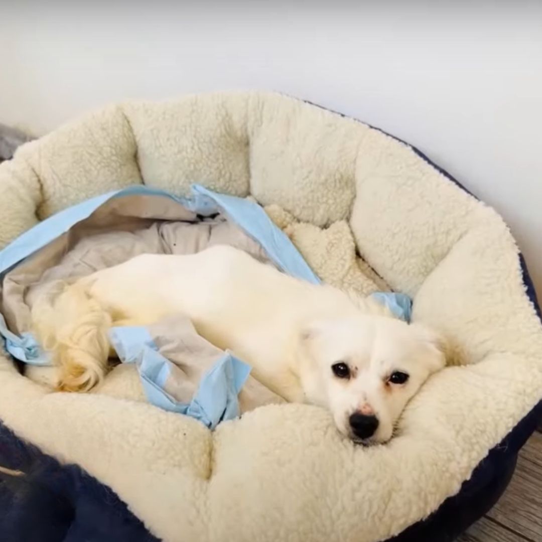 dog lying in dog bed