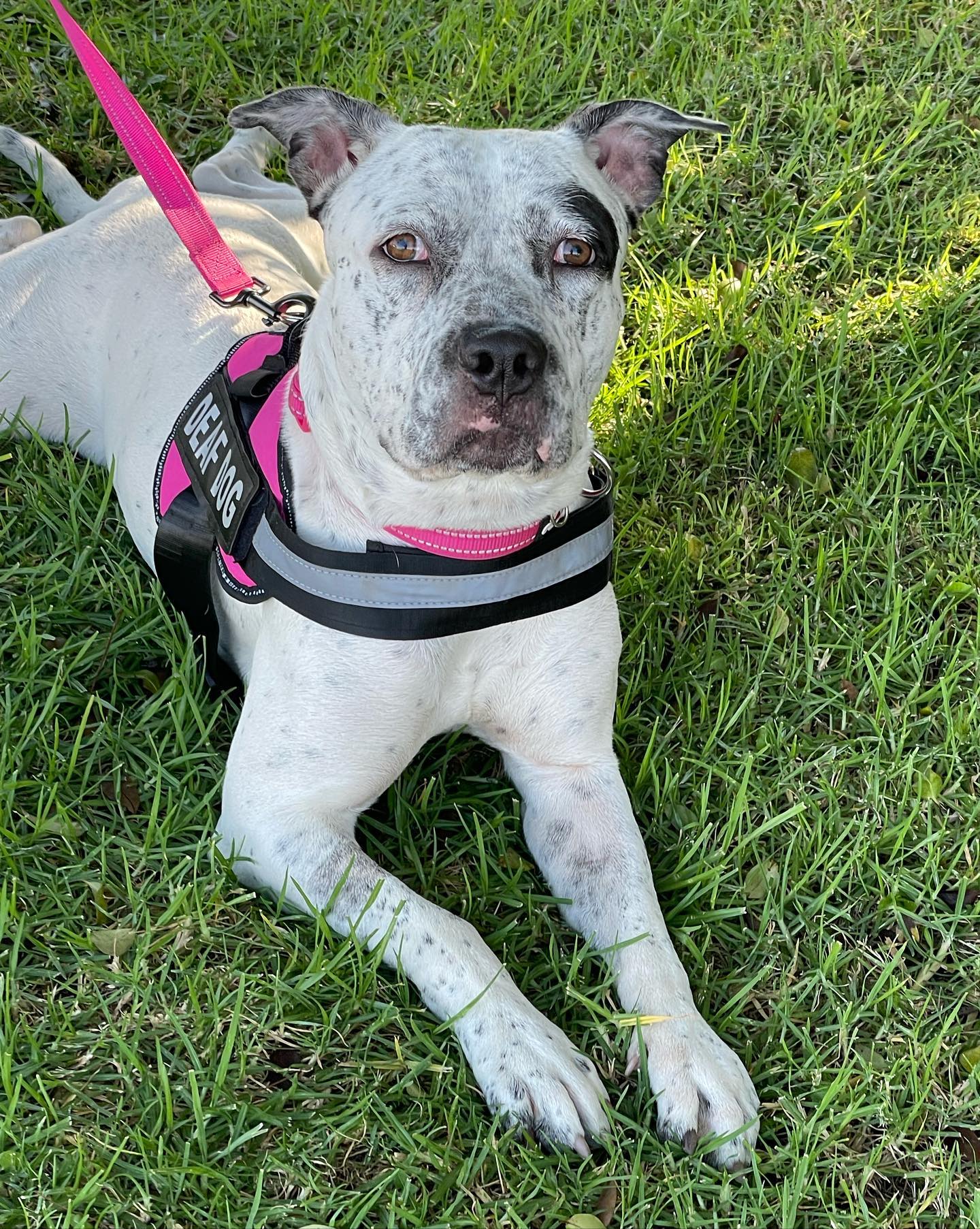 dog lying on green grass