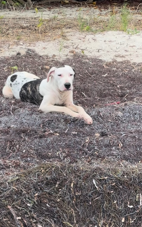 dog lying on the ground