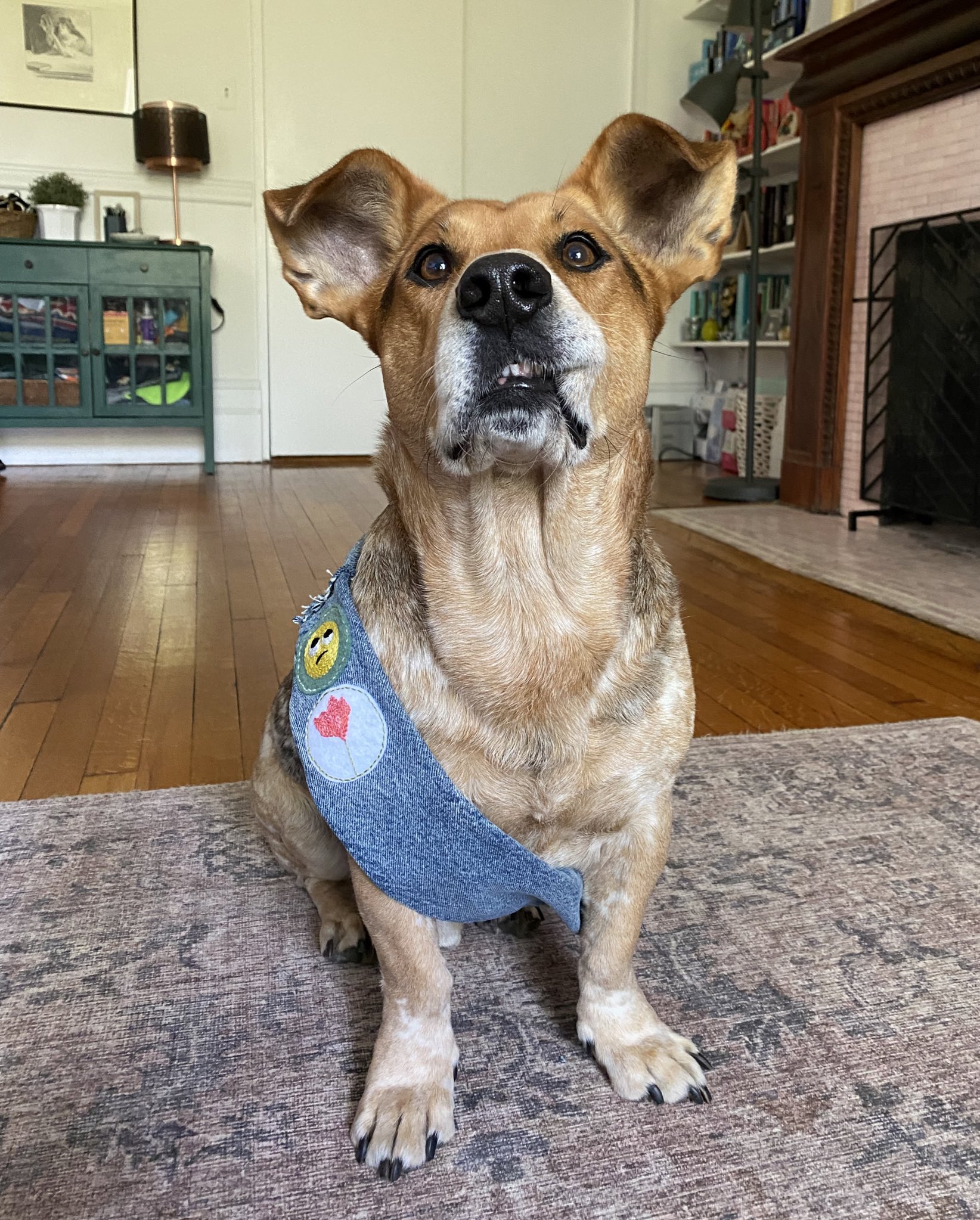 dog named simon wearing a badge