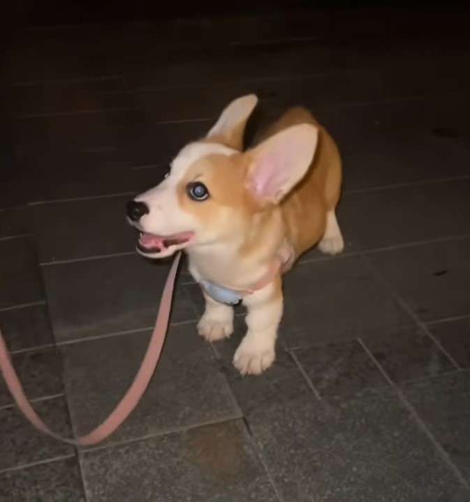 dog on a leash