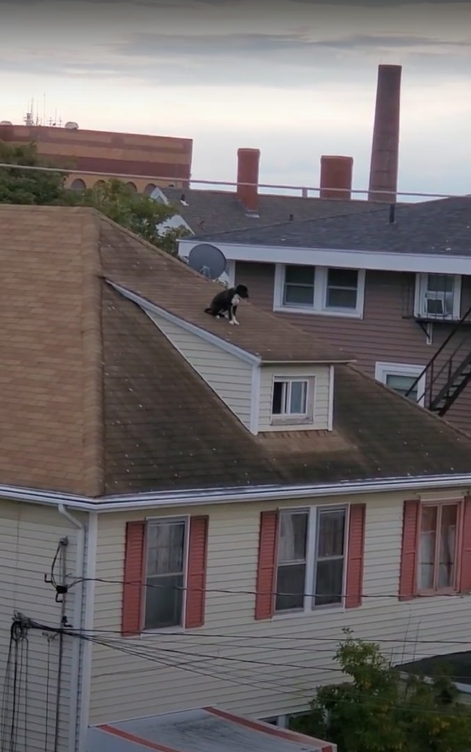 dog on the roof