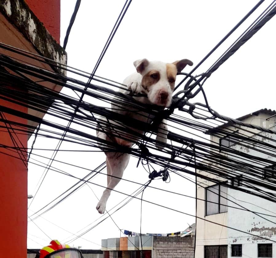 dog on wires