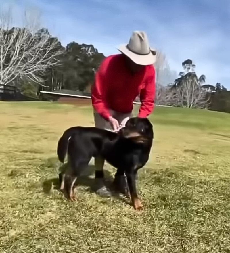 dog playing with his owner