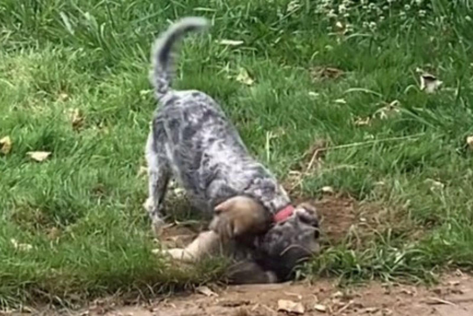 dog playing with puppy outdoor