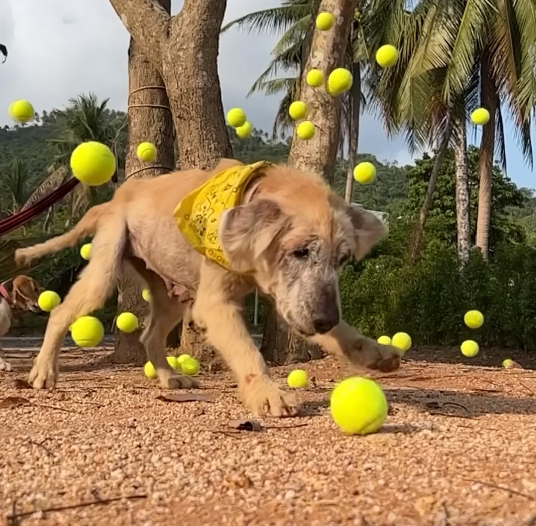 dog playing with tennis balls