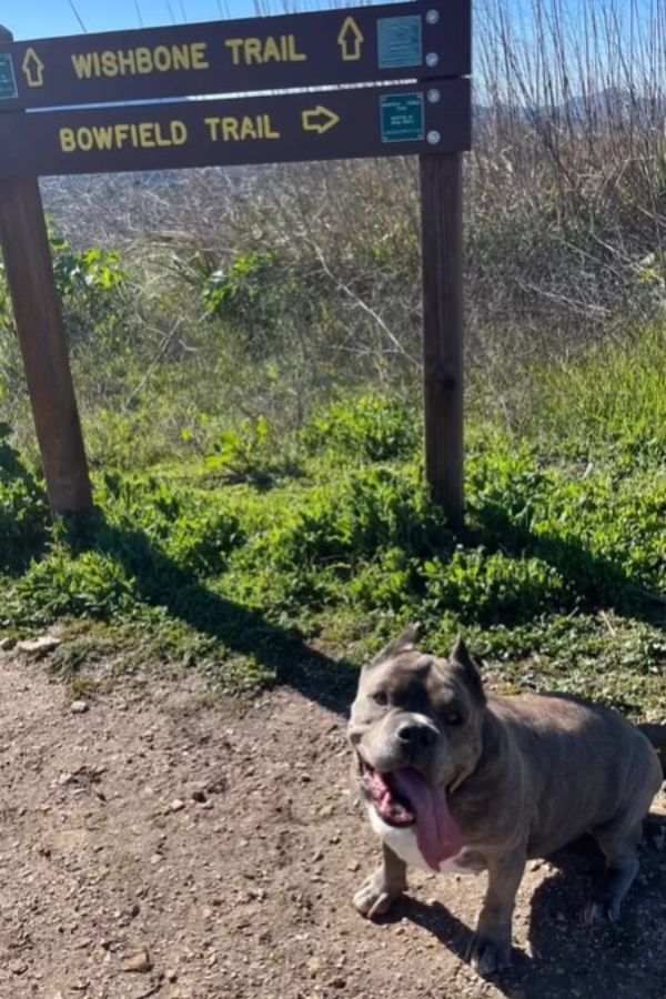 dog sitting by a trail sign