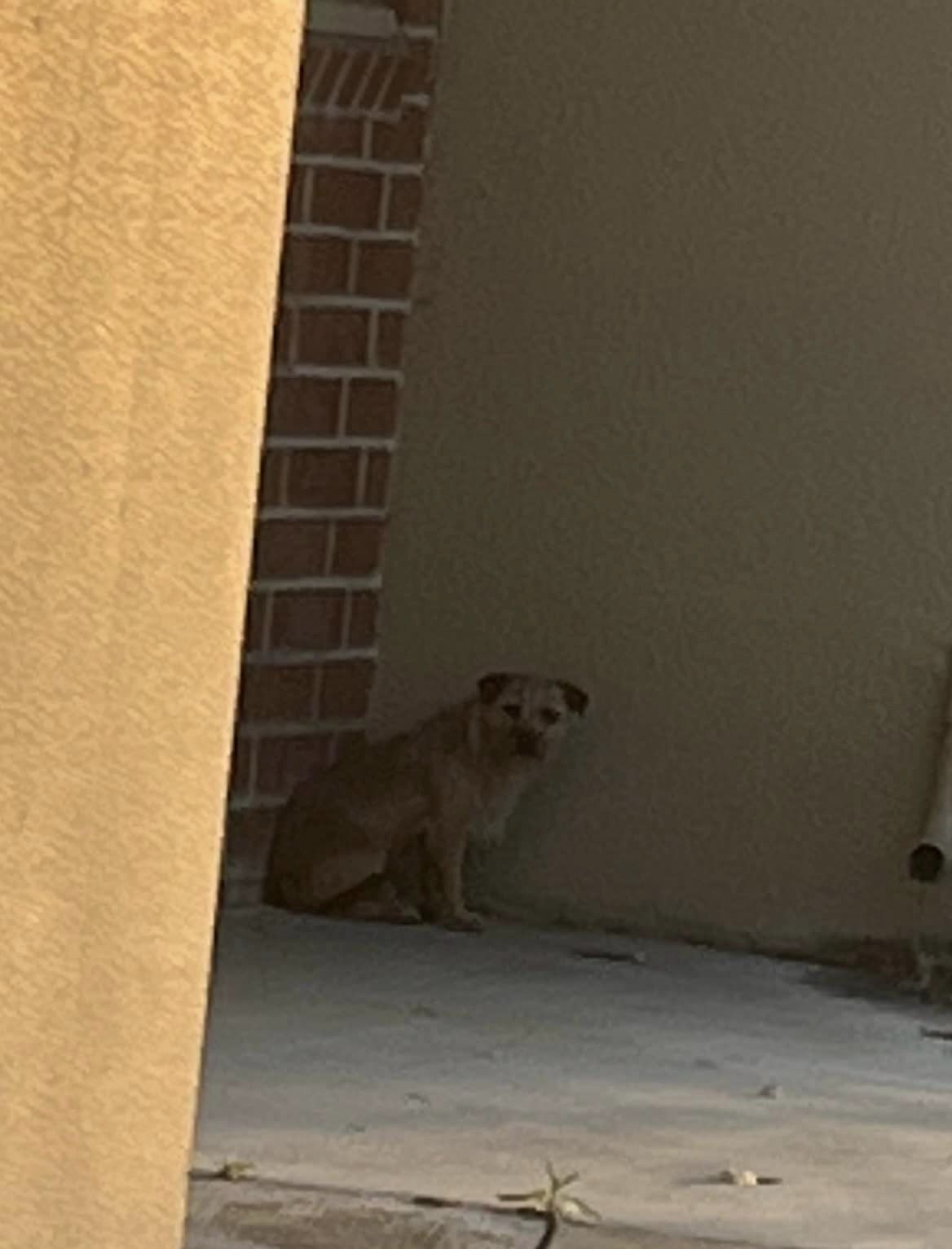 dog sitting in the corner of a building