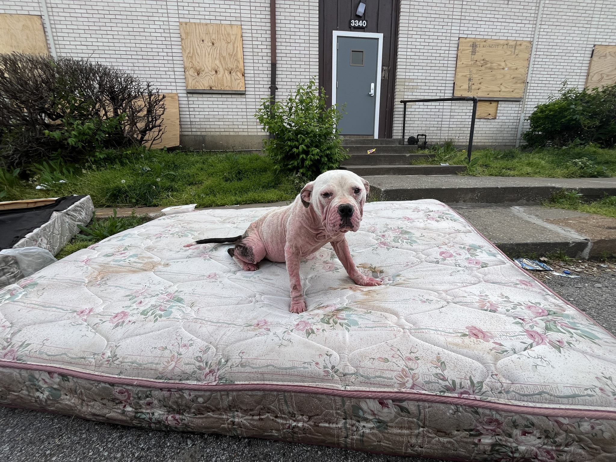 dog sitting on a mattress