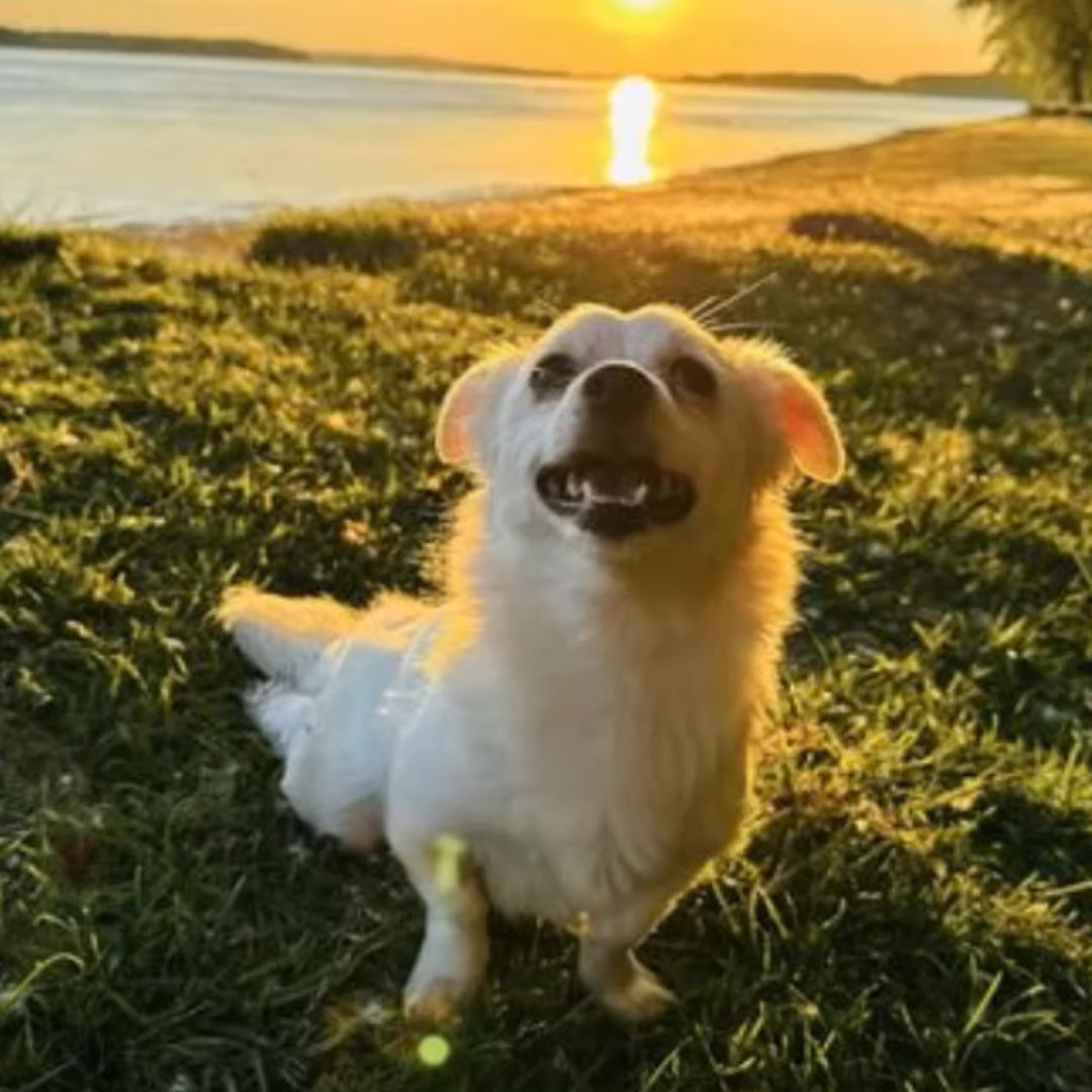 dog sitting on grass at sunset