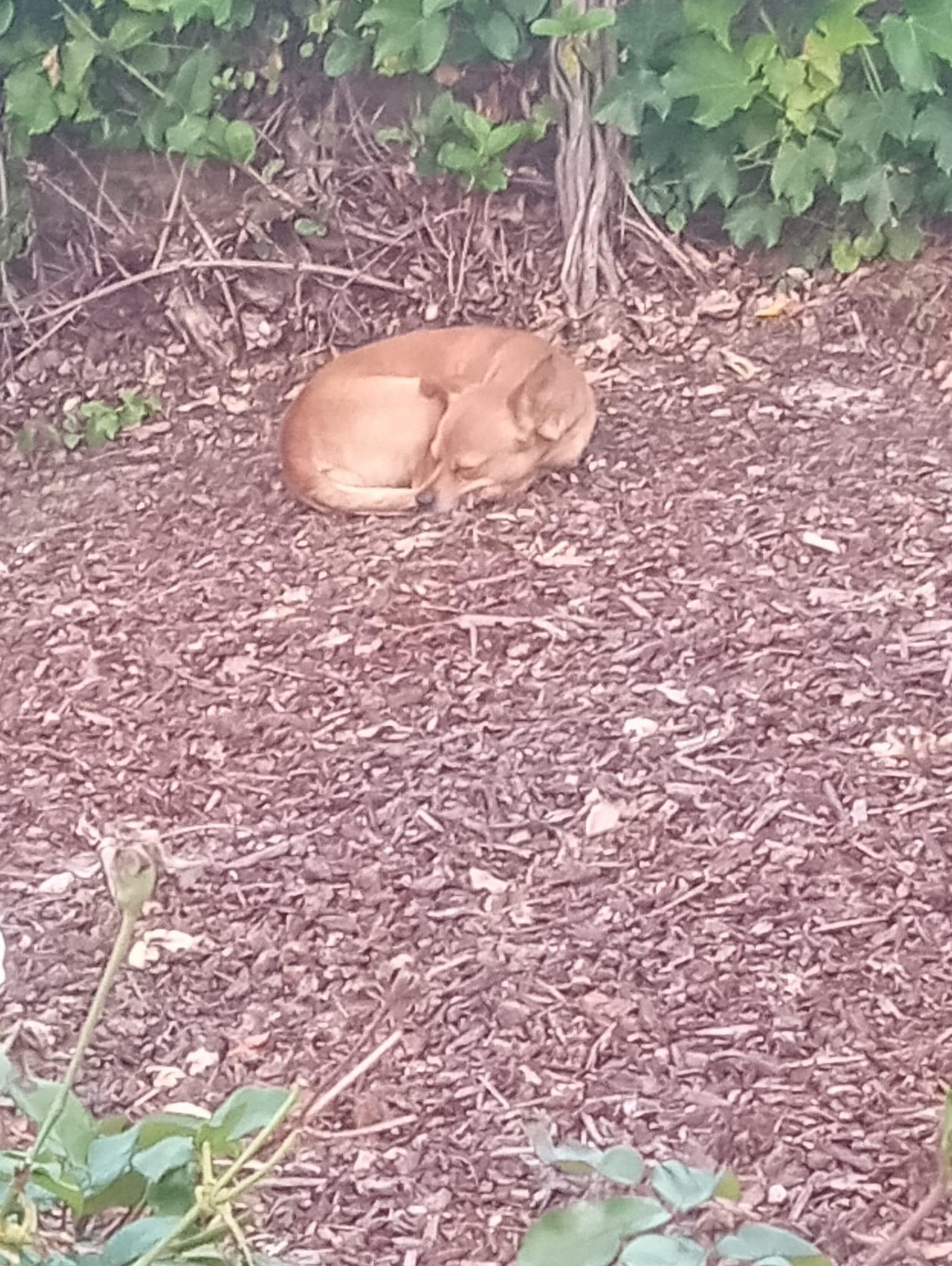 dog sleeping at the park