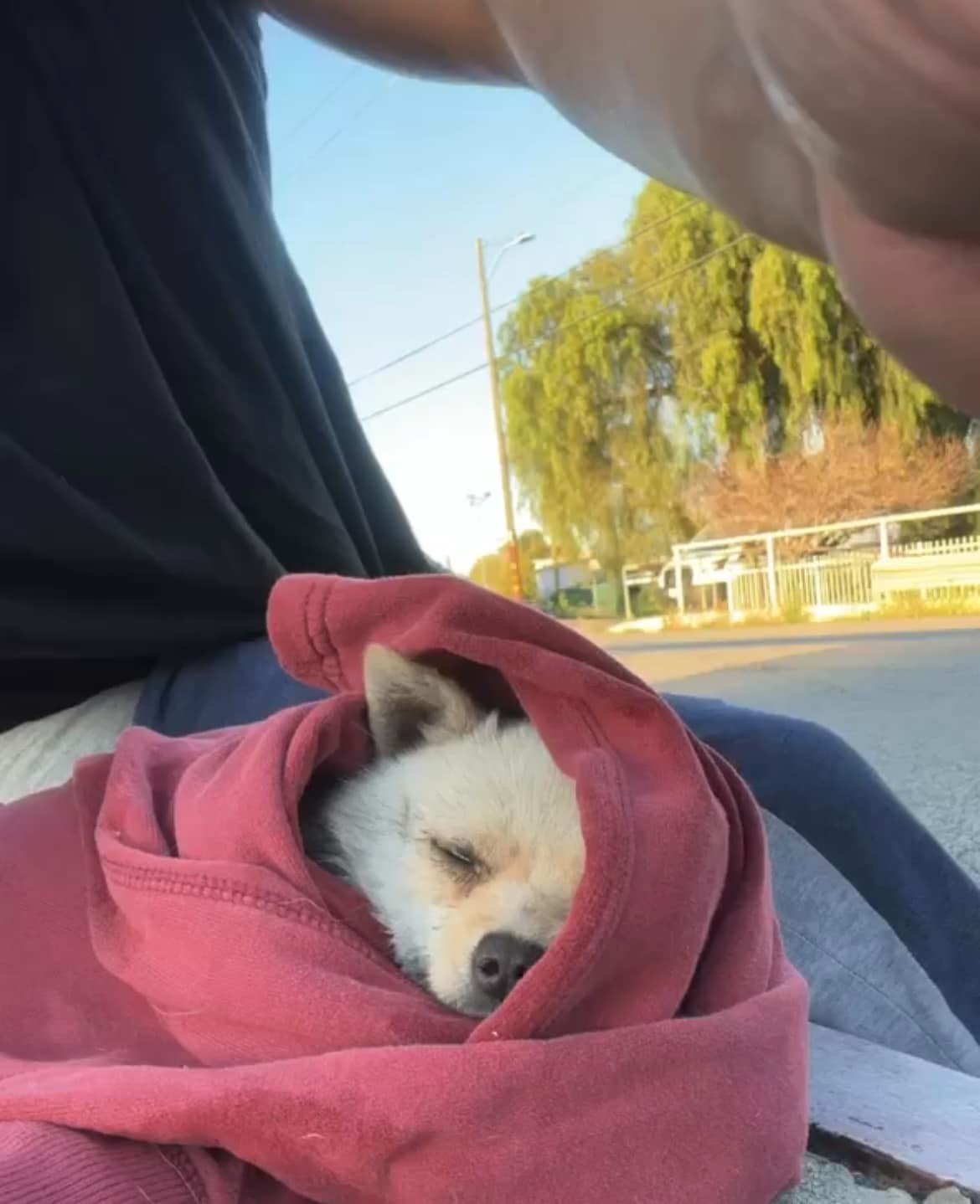 dog sleeping in a blanket