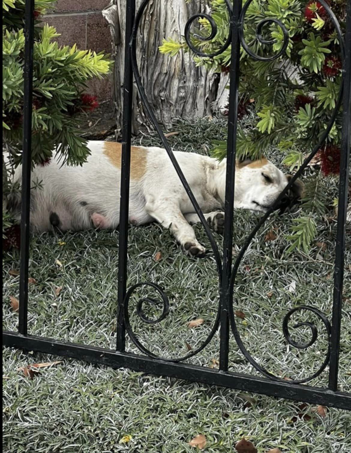dog sleeping on a grass