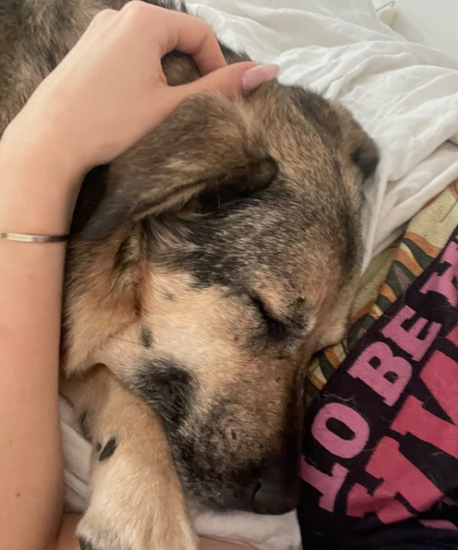dog snuggling with woman