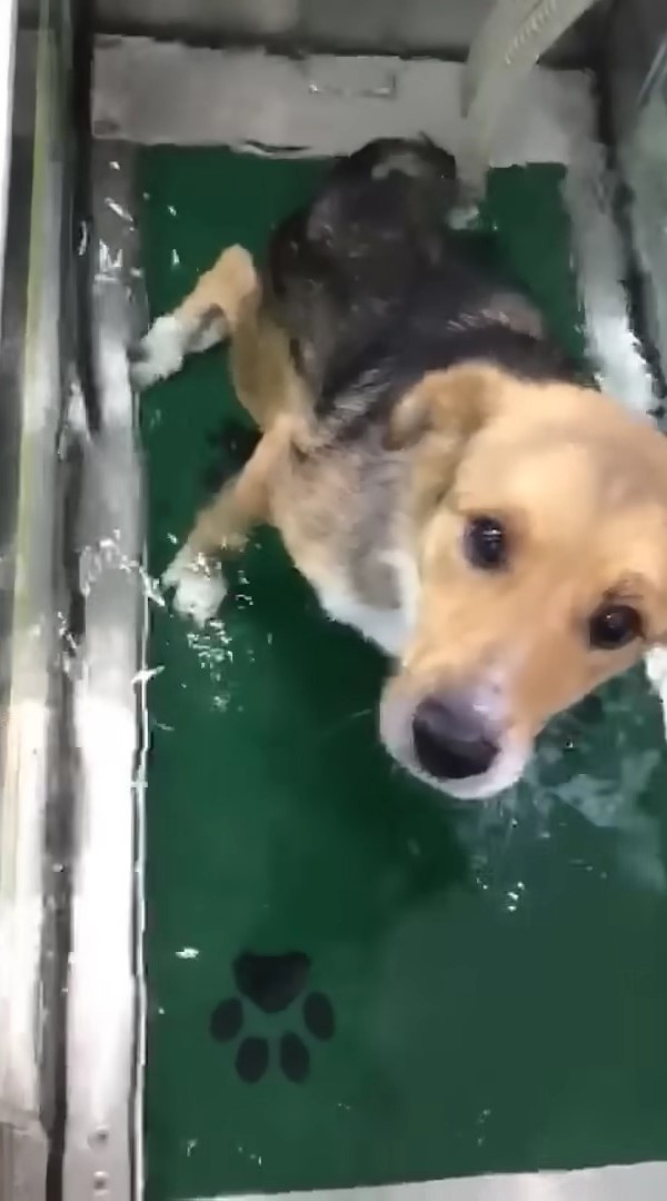 dog standing in a water