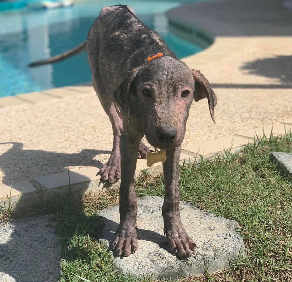 dog standing near pool