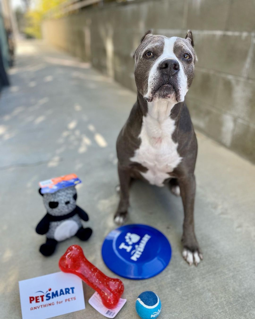 dog standing with his rekvizits