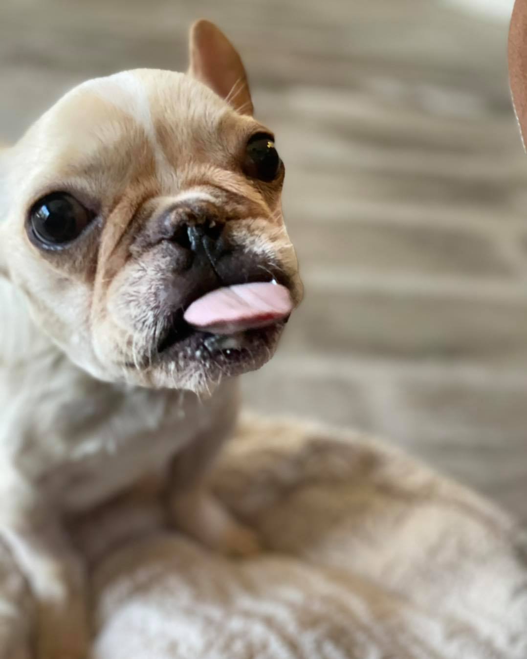 dog sticking its tongue out