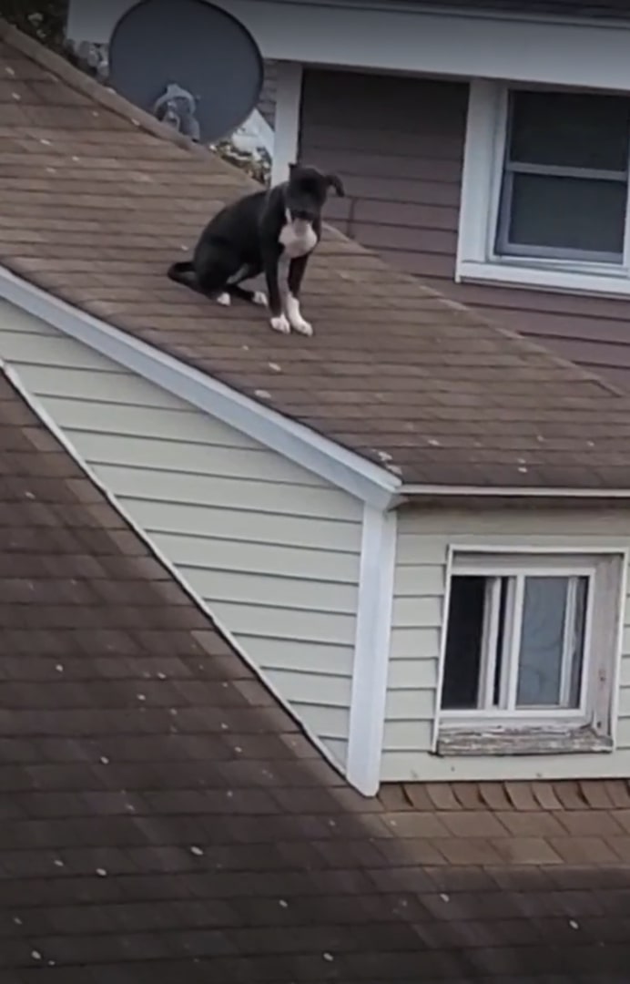 dog stucked on the roof