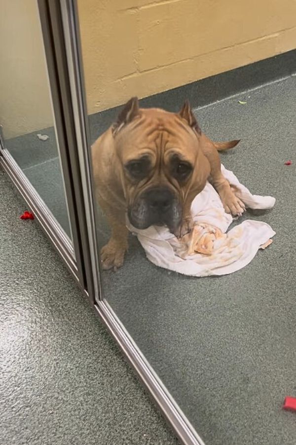 dog surrendered to the shelter