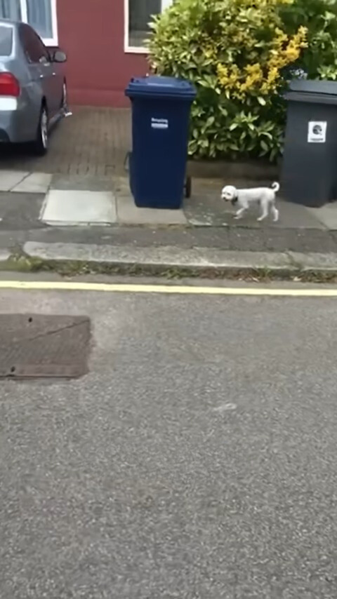 dog walking on the street