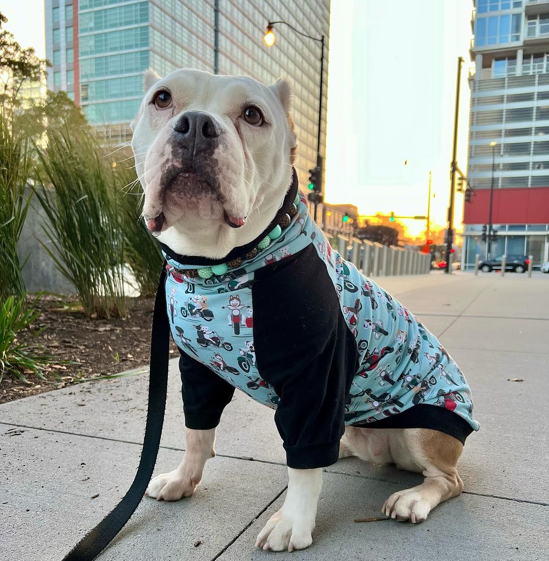 dog with cute shirt