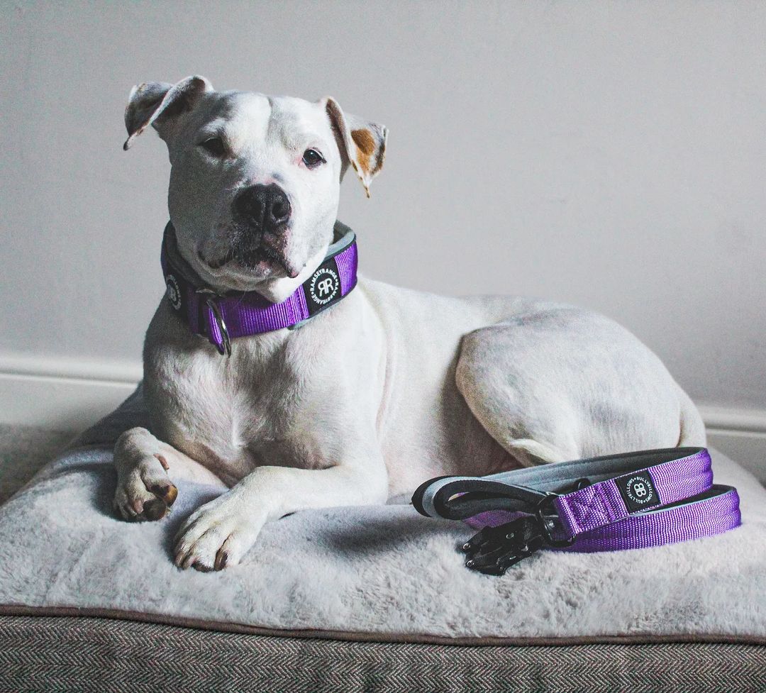 dog with purple collar lying