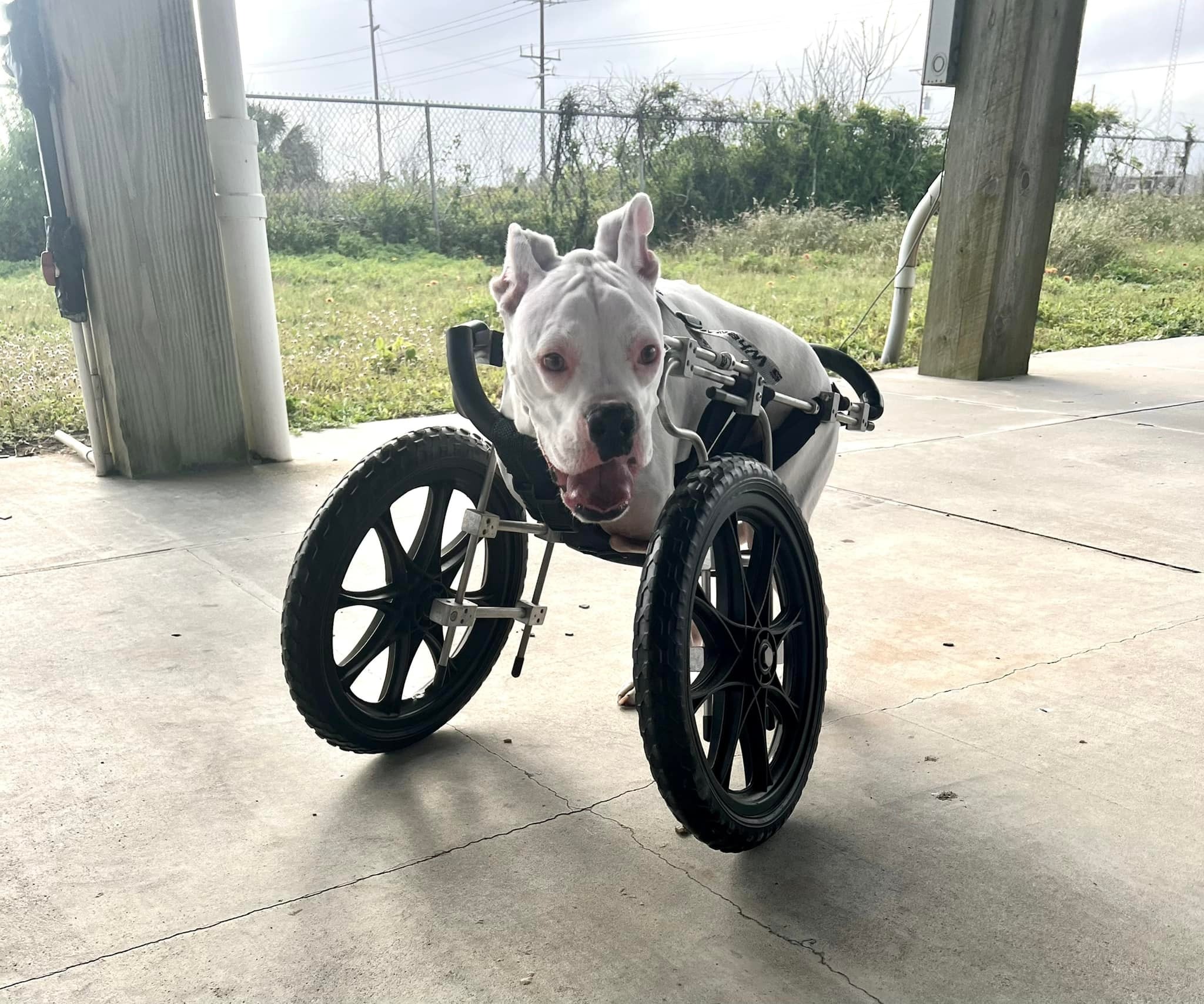 dog with wheels