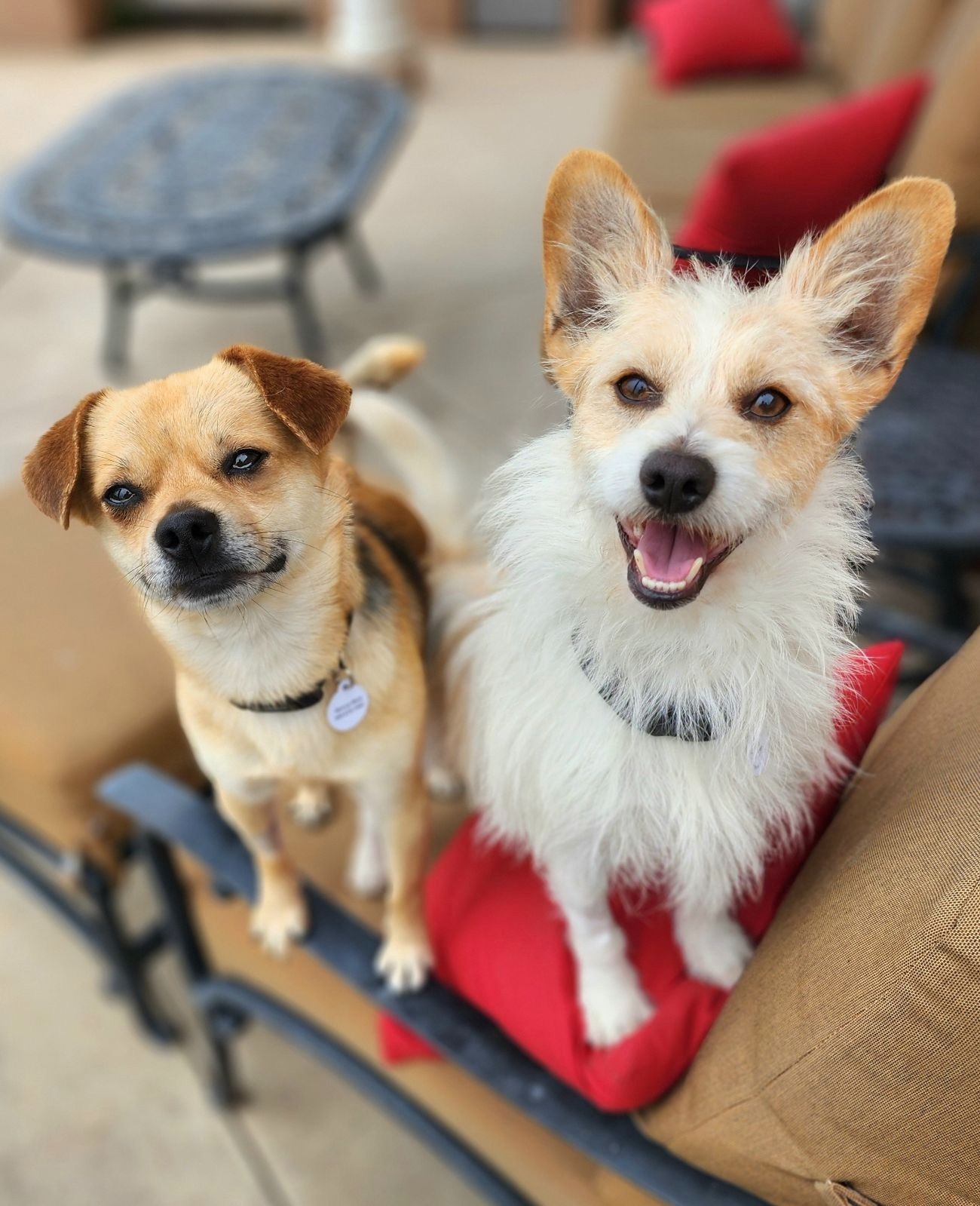 dogs sitting on chair outdoor