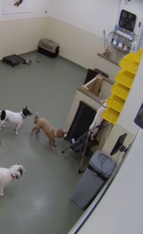 dogs trying to escape from daycare