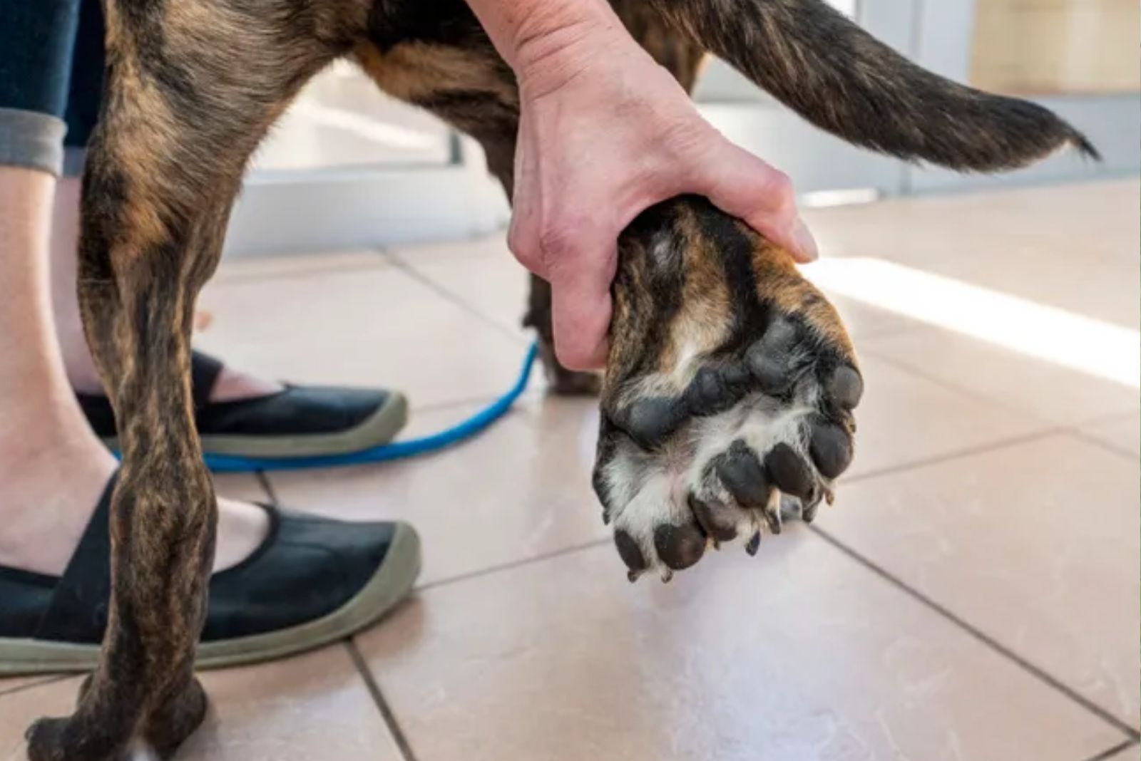 dog's unusual paw