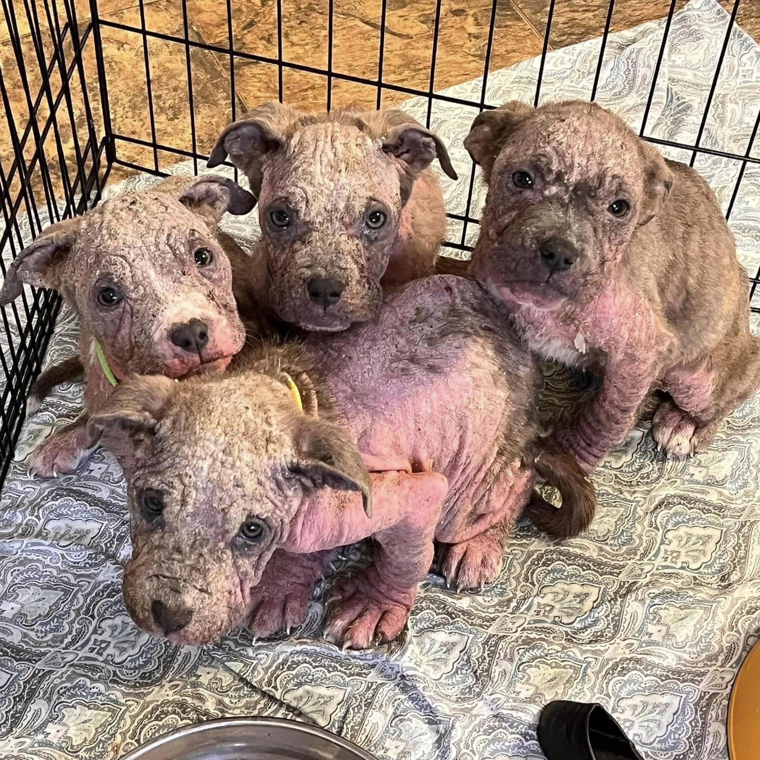 four puppies in bad shape