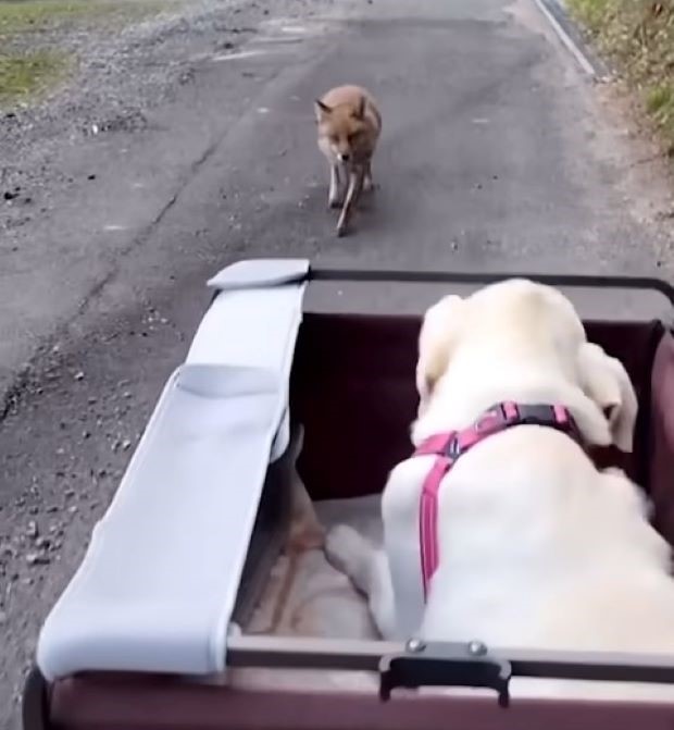 fox following the dog
