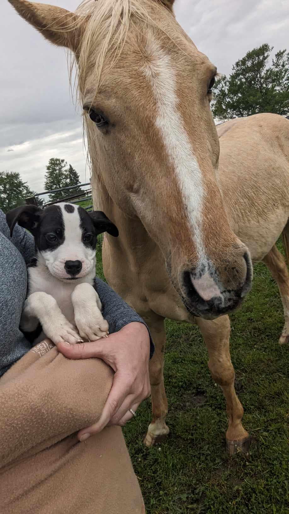 horse and a puppy
