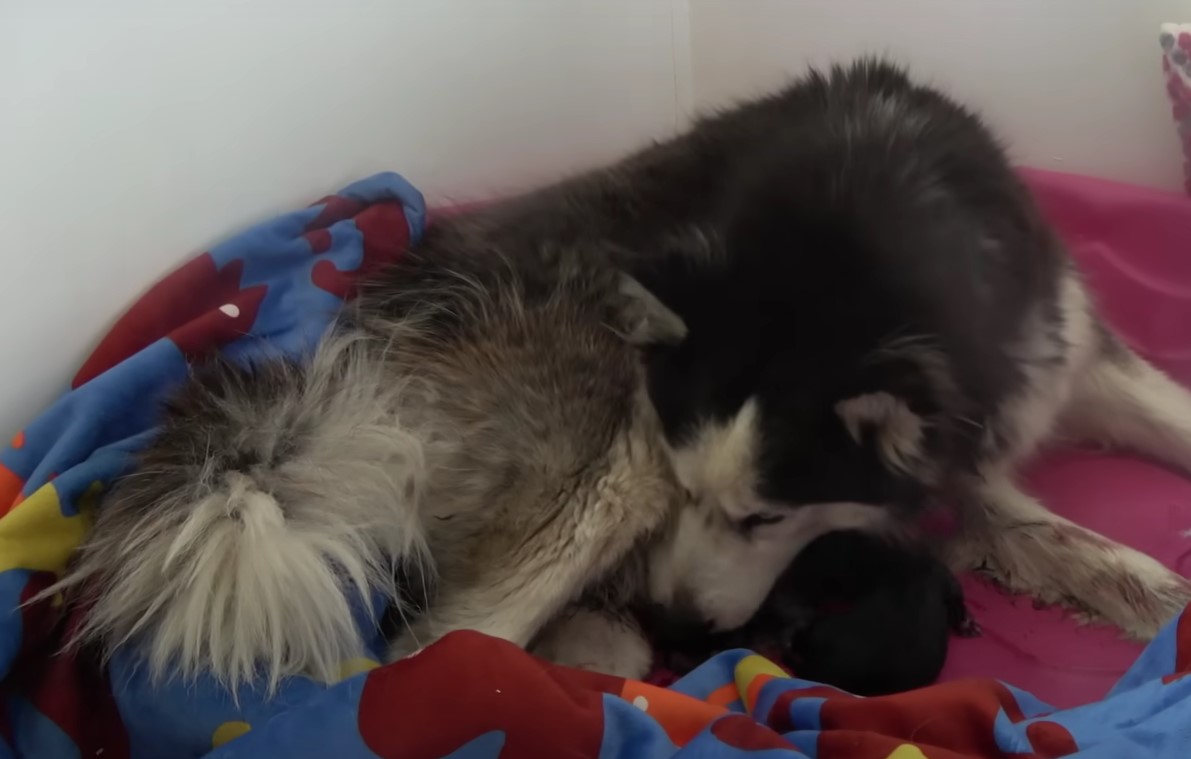 husky and puppies lying on a colorful blanket