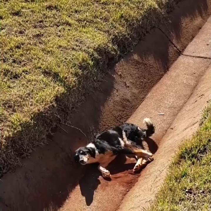 injured dog in a ditch