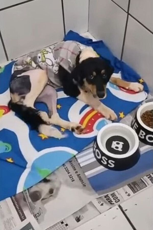 injured dog lying on a mat