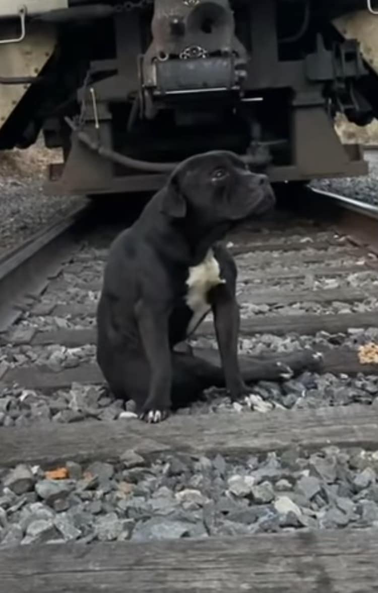 injured dog on railroad