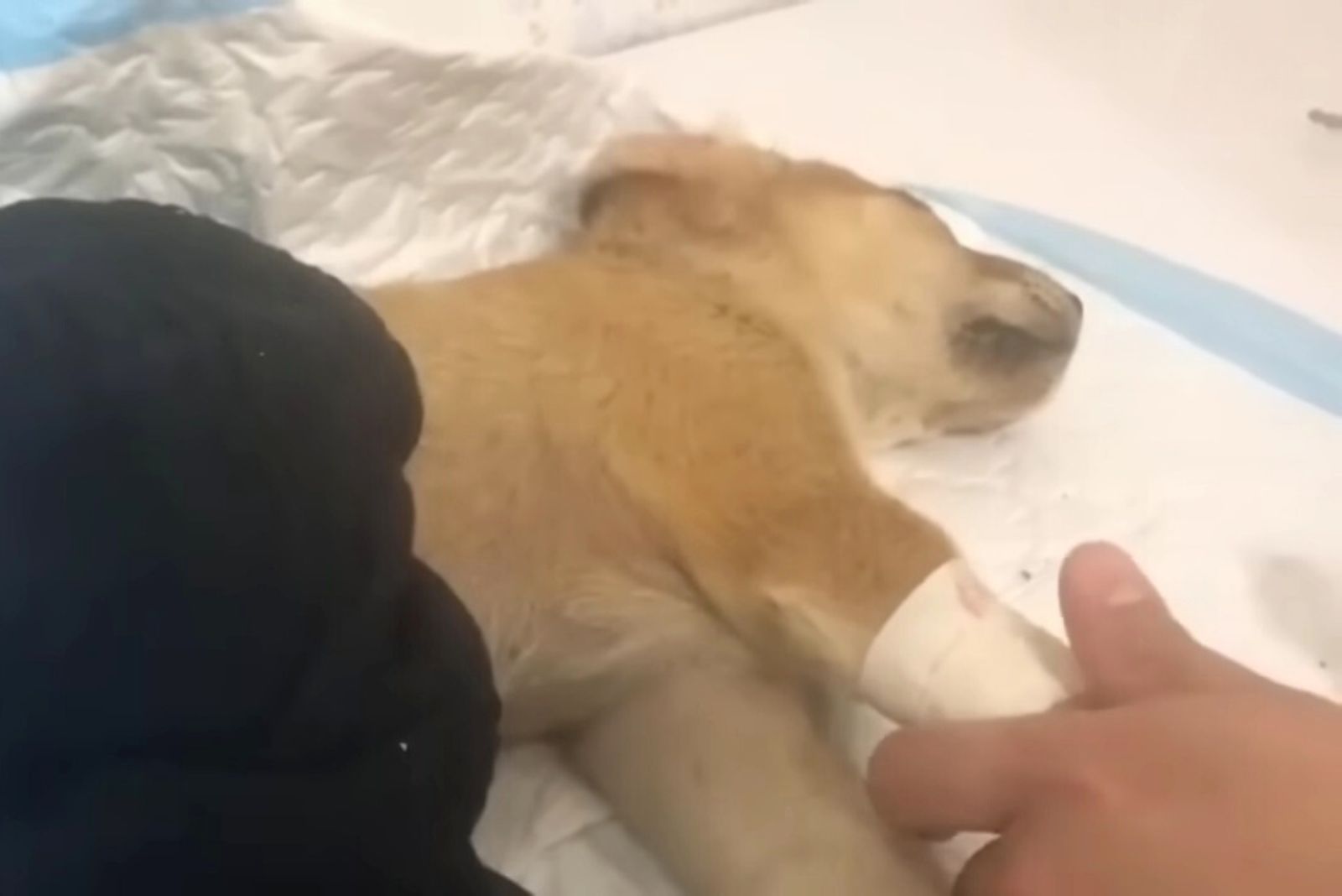injured puppy at the vet