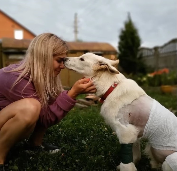 injured puppy licking woman's forehead