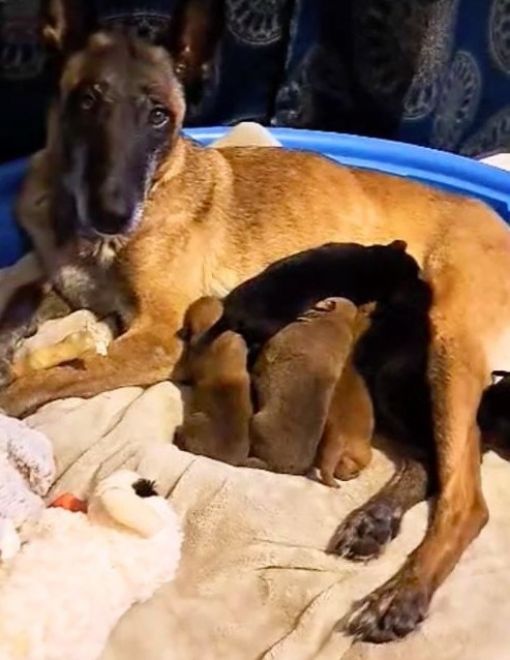 mama dog nursing her puppies