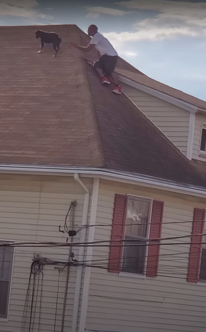 man catching dog on the roof