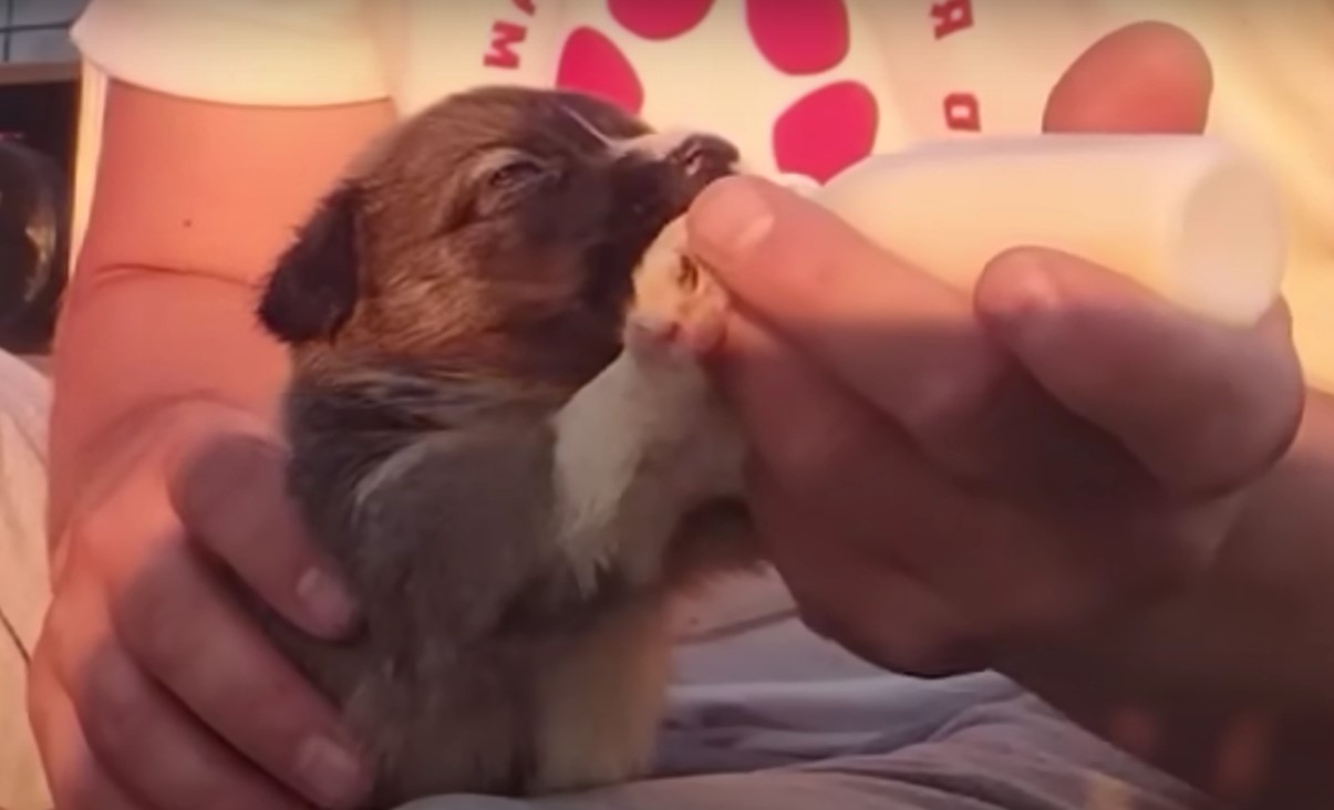 man feeding puppy