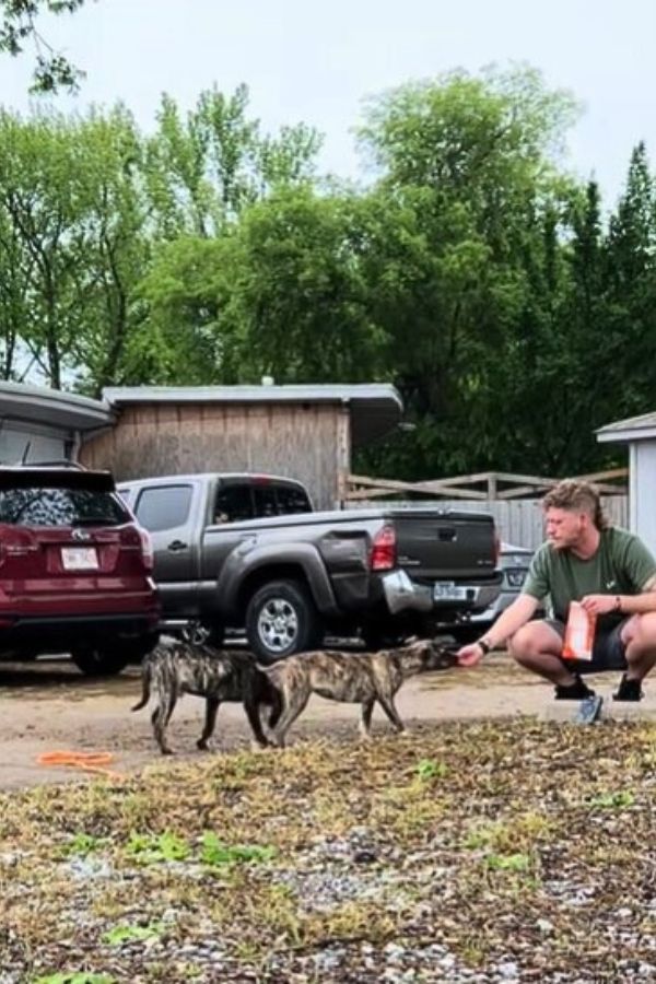 man feeding stray dogs