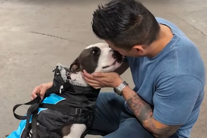 man kissing a pitbull
