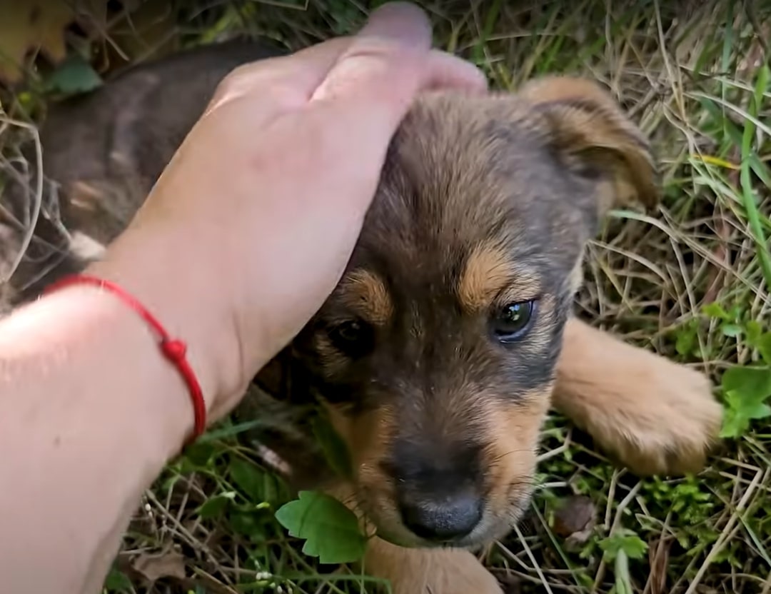 man petting cute puppy