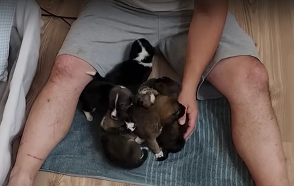 man with puppies on the floor